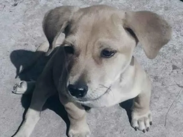 Cachorro ra a Sem definição  idade 1 ano nome Teddy