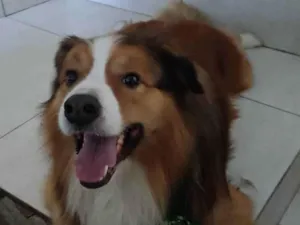 Cachorro raça Border Collie idade 3 anos nome Tom