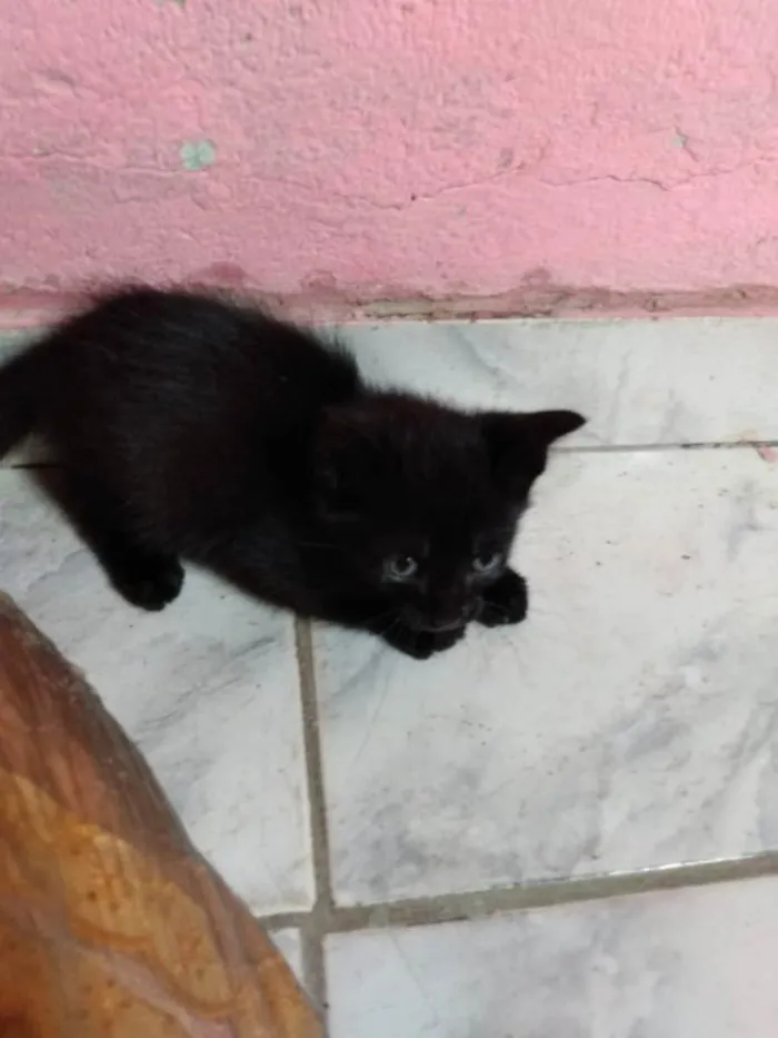 Gato ra a Não é d raça  idade Abaixo de 2 meses nome Filhote 