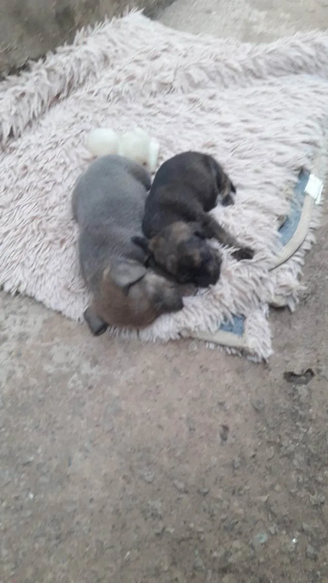 Cachorro raça viralata idade Abaixo de 2 meses nome Não tem