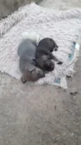 Não tem