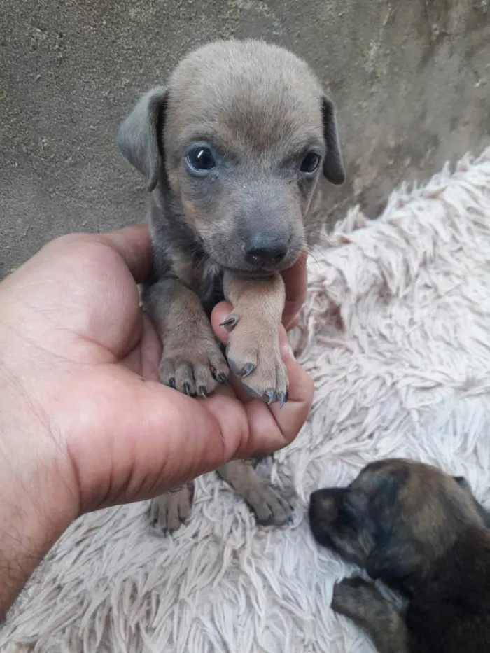Cachorro raça viralata idade Abaixo de 2 meses nome Não tem