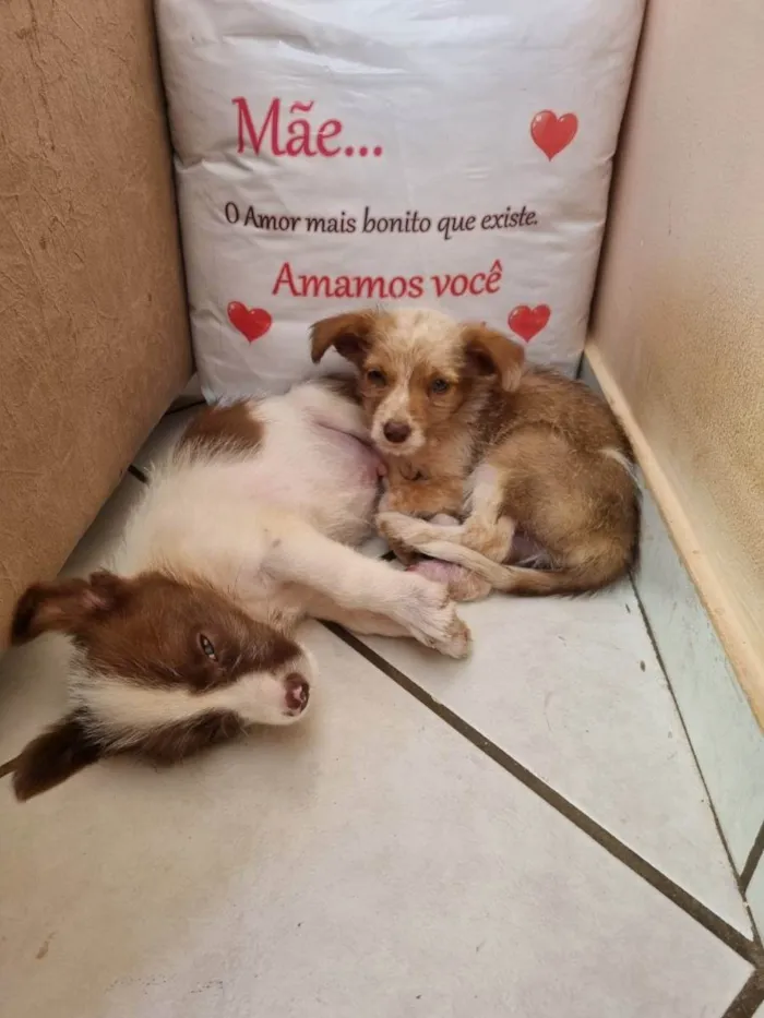 Cachorro ra a SRD idade 2 a 6 meses nome Cãezinhos