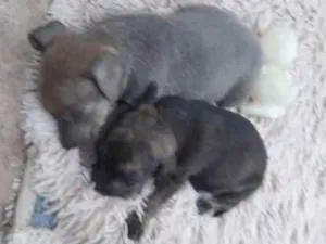 Cachorro raça viralata idade Abaixo de 2 meses nome Não tem