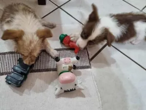 Cachorro raça SRD idade 2 a 6 meses nome Cãezinhos