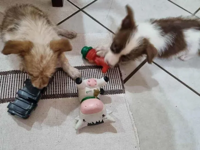 Cachorro ra a SRD idade 2 a 6 meses nome Cãezinhos