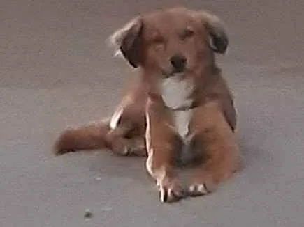 Cachorro ra a Vira lata idade 2 anos nome Leão 