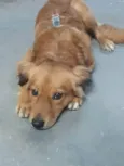 Leão