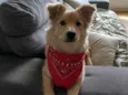 Mel