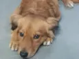 Leão
