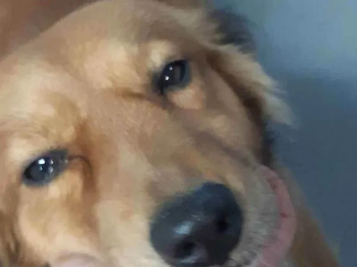 Cachorro ra a Vira lata idade 2 anos nome Leão 