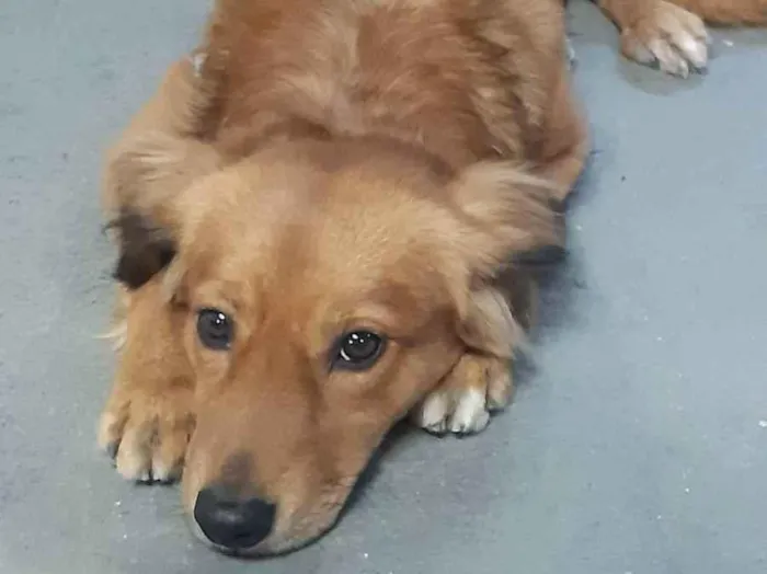 Cachorro ra a Vira lata idade 2 anos nome Leão 