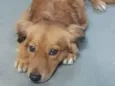 Leão