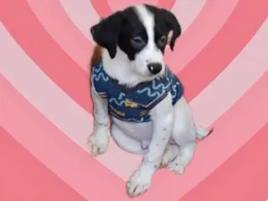 Cachorro raça Srd idade 2 a 6 meses nome Cookie porteP bebê 