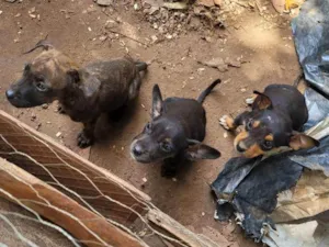 Cachorro raça SRD idade Abaixo de 2 meses nome Sem nome