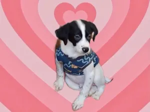 Cachorro raça Srd idade 2 a 6 meses nome Cookie 3meses porteP