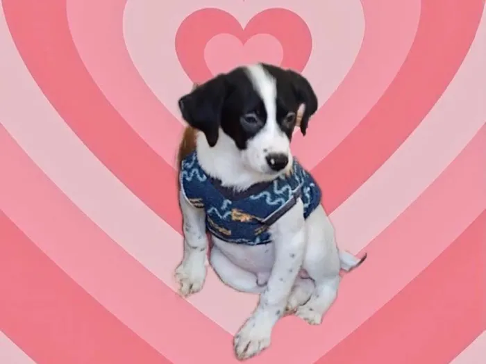 Cachorro raça Srd idade 2 a 6 meses nome Cookie 3meses porteP