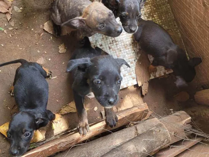 Cachorro raça SRD idade Abaixo de 2 meses nome Sem nome