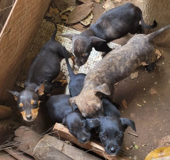Cachorro raça SRD idade Abaixo de 2 meses nome Sem nome