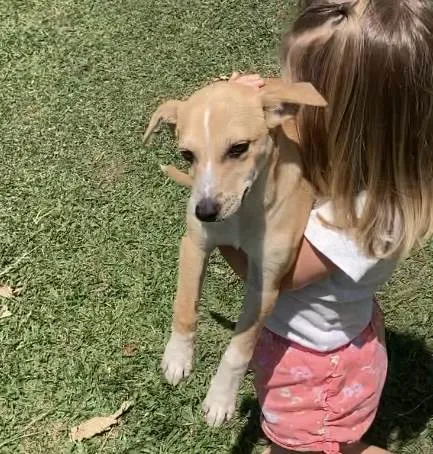 Cachorro ra a SRD idade 2 a 6 meses nome Mel