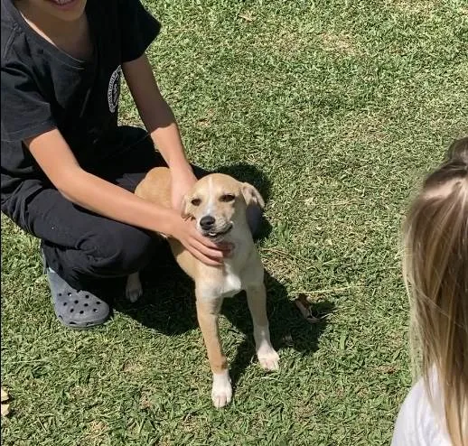 Cachorro ra a SRD idade 2 a 6 meses nome Mel