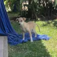 Mel