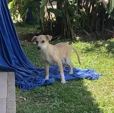 Cachorro ra a SRD idade 2 a 6 meses nome Mel
