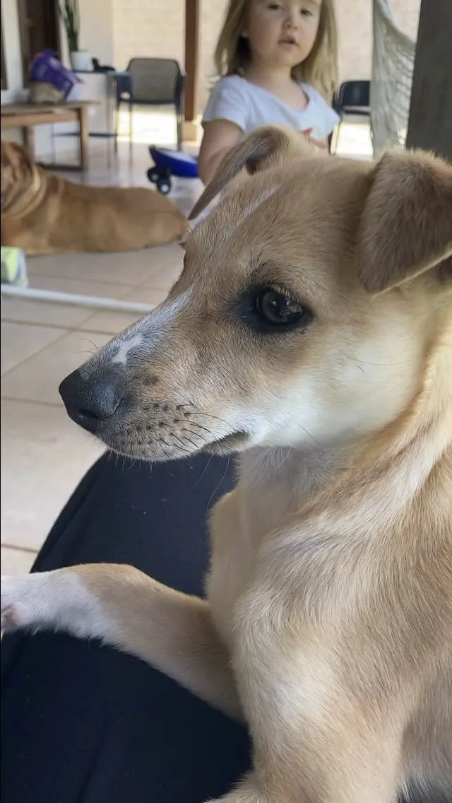 Cachorro ra a SRD idade 2 a 6 meses nome Mel