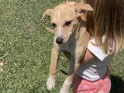 Cachorro ra a SRD idade 2 a 6 meses nome Mel