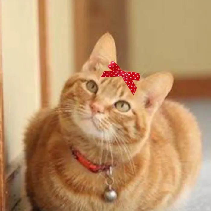 Gato ra a Mestiça  idade 5 anos nome Vicky 