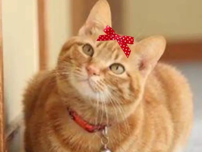 Gato ra a Mestiça  idade 5 anos nome Vicky 