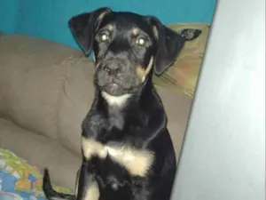 Cachorro raça Labrador  idade 2 a 6 meses nome Black