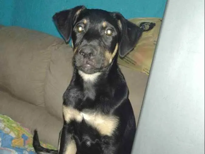 Cachorro ra a Labrador  idade 2 a 6 meses nome Black
