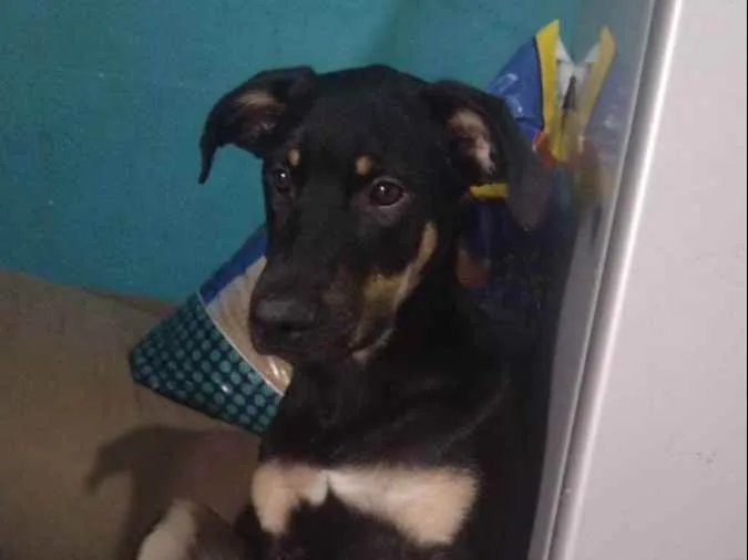 Cachorro ra a Labrador  idade 2 a 6 meses nome Black