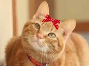 Gato raça Mestiça  idade 5 anos nome Vicky 