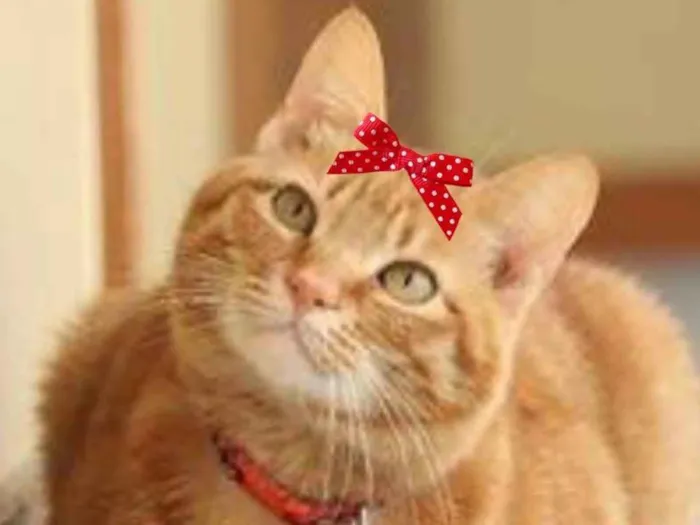 Gato ra a Mestiça  idade 5 anos nome Vicky 