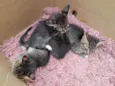 Gatinhos para Doação