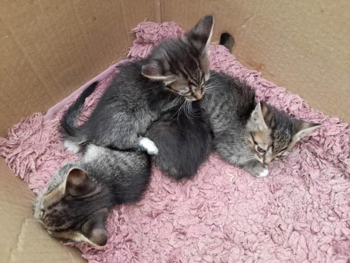 Gato raça  idade 2 a 6 meses nome Gatinhos para Doação
