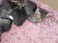Gatinhos para Doação
