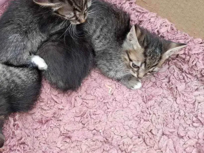 Gato raça  idade 2 a 6 meses nome Gatinhos para Doação