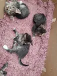 Gatinhos para Doação