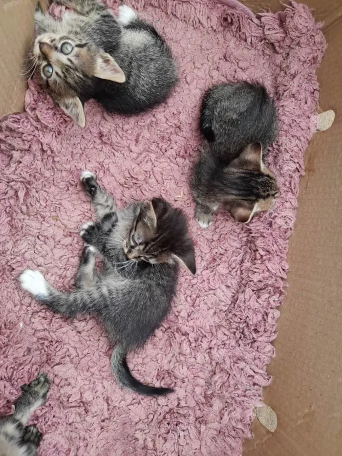 Gato raça  idade 2 a 6 meses nome Gatinhos para Doação