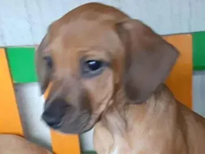 Cachorro raça SRD idade 2 a 6 meses nome Lila