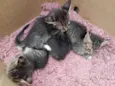 Gatinhos para Doação
