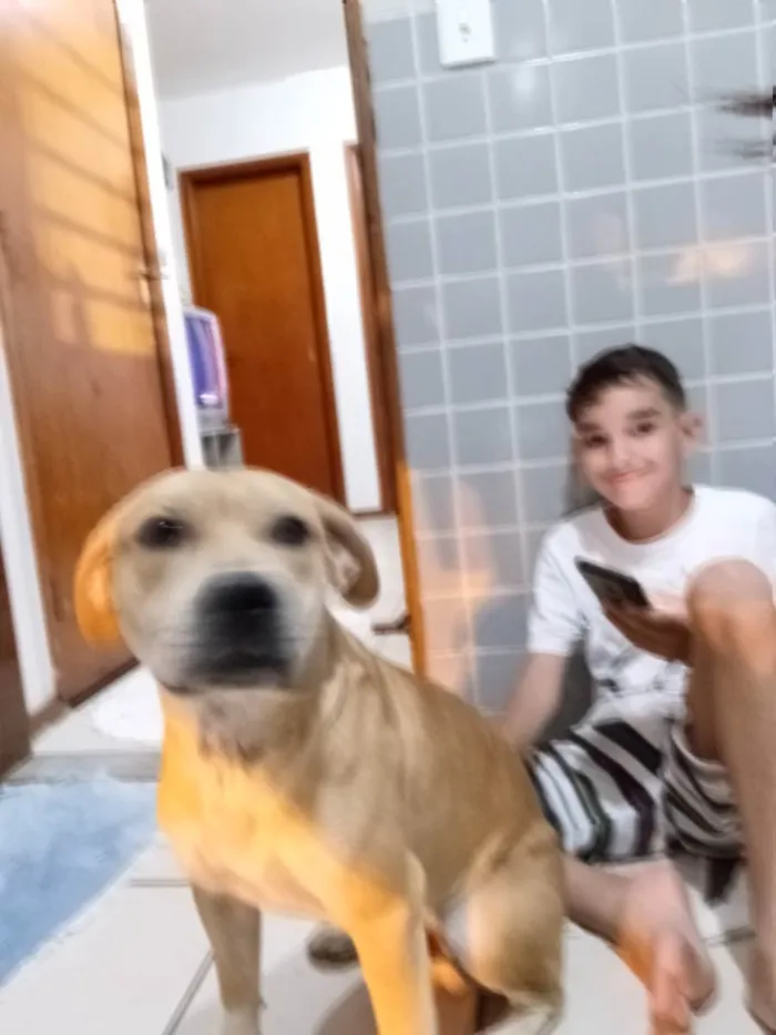 Cachorro ra a Sem raça definida  idade 7 a 11 meses nome Boby