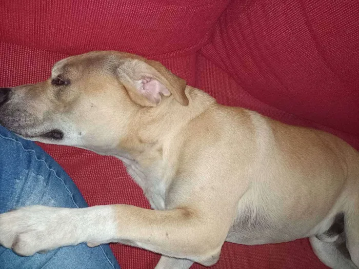 Cachorro ra a Sem raça definida  idade 7 a 11 meses nome Boby