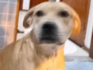 Cachorro raça Sem raça definida  idade 7 a 11 meses nome Boby