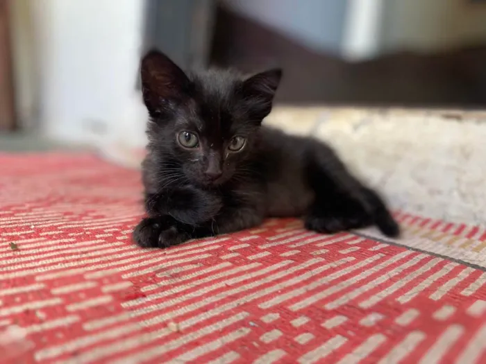 Gato ra a SRD idade 2 a 6 meses nome Sem Nome