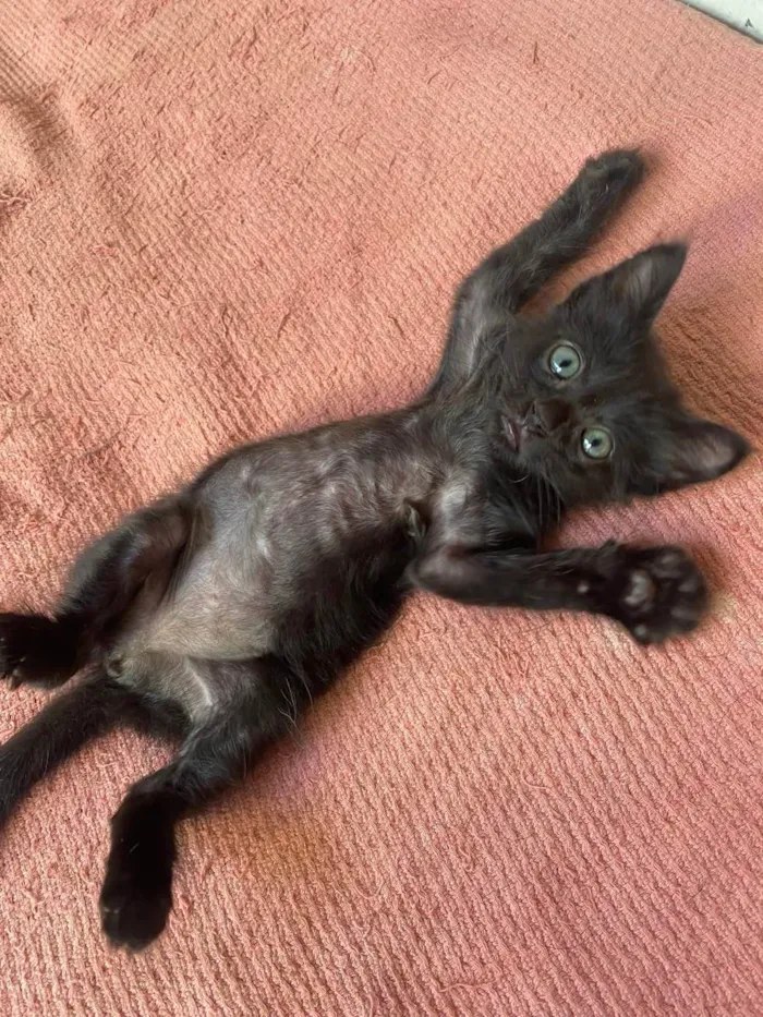 Gato ra a SRD idade 2 a 6 meses nome Sem Nome