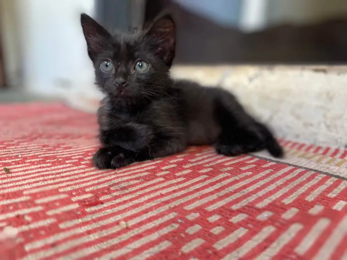 Gato ra a SRD idade 2 a 6 meses nome Sem Nome